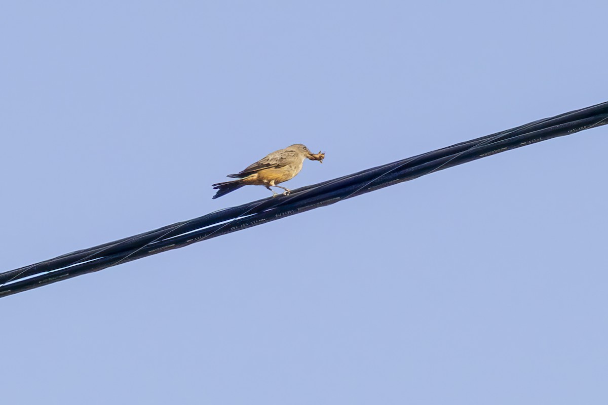 Say's Phoebe - ML639993907