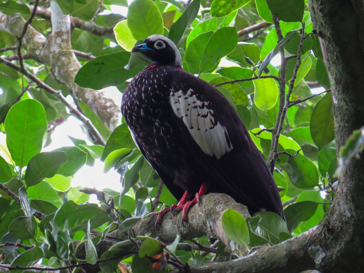 Black-fronted Piping-Guan - ML639993910