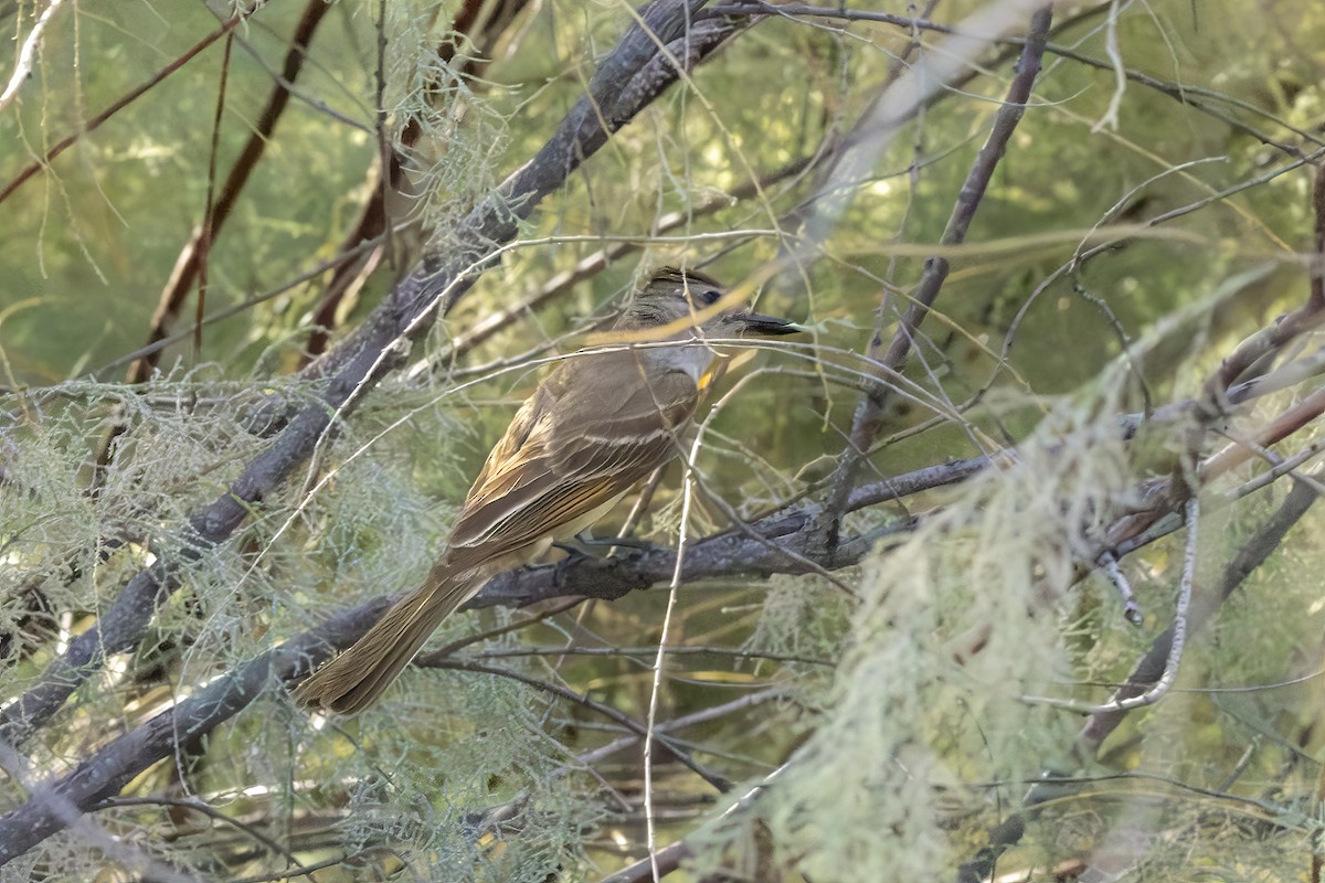Ash-throated Flycatcher - ML639993911