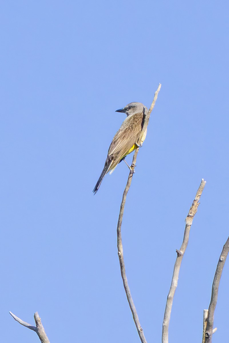 Western Kingbird - ML639993922