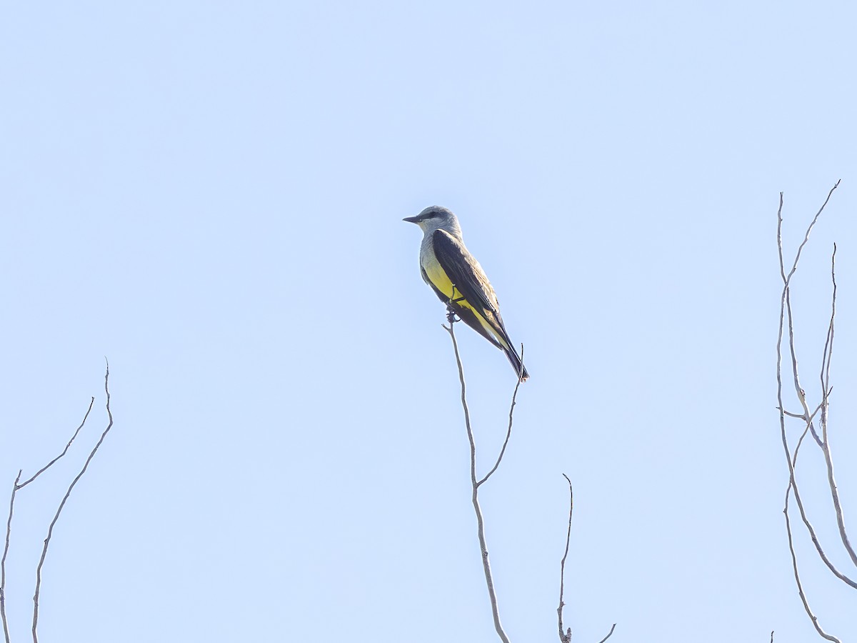 Western Kingbird - ML639993923