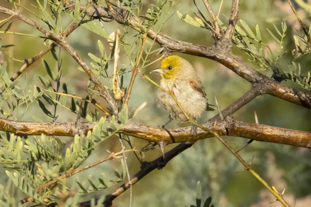 Verdin - ML639993934