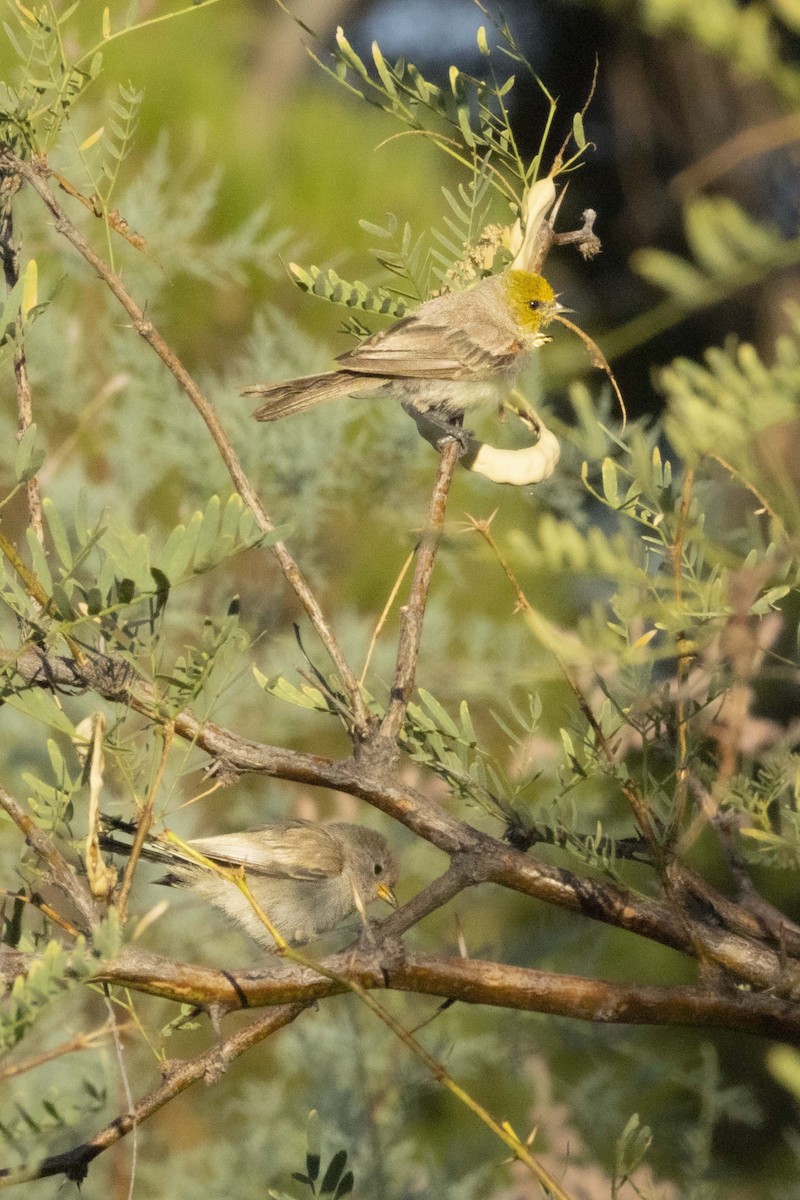 Verdin - ML639993935