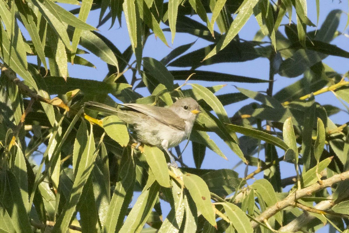 Verdin - ML639993936