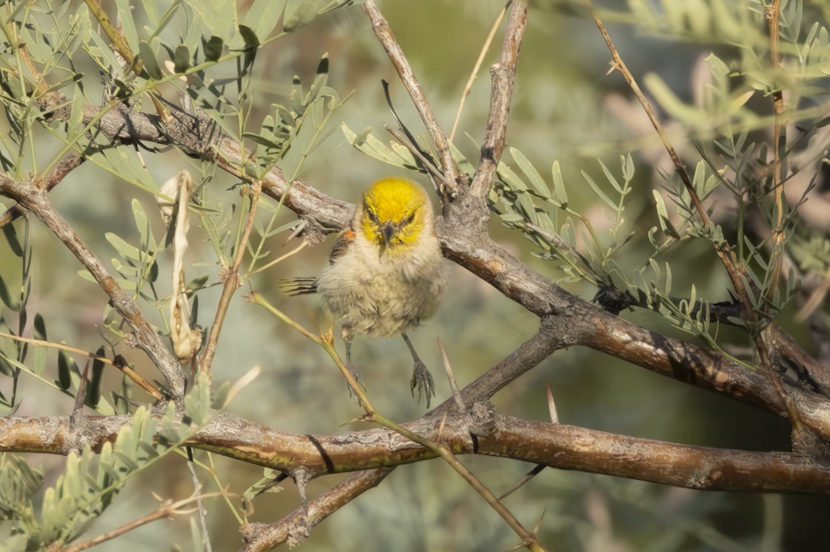 Verdin - ML639993937