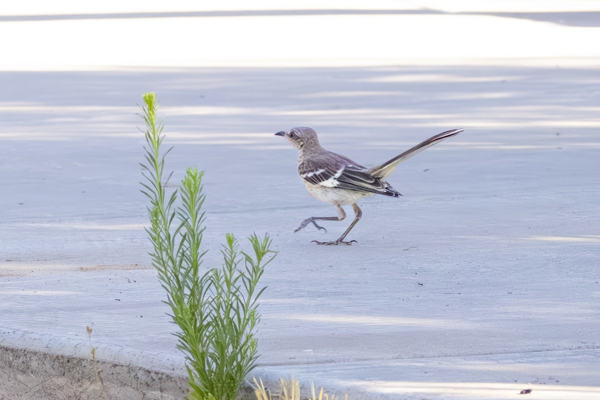 Northern Mockingbird - ML639993945