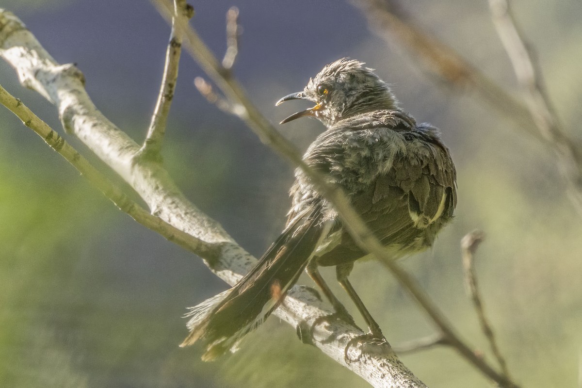 Northern Mockingbird - ML639993946