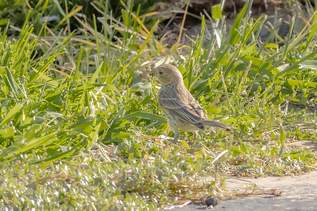 House Finch - ML639993955