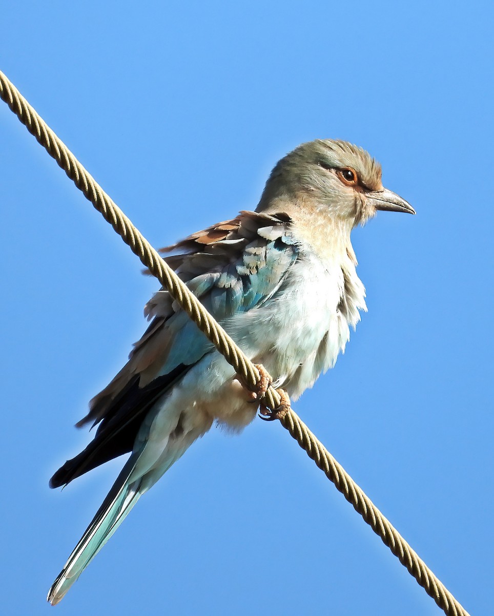 European Roller - ML639993962