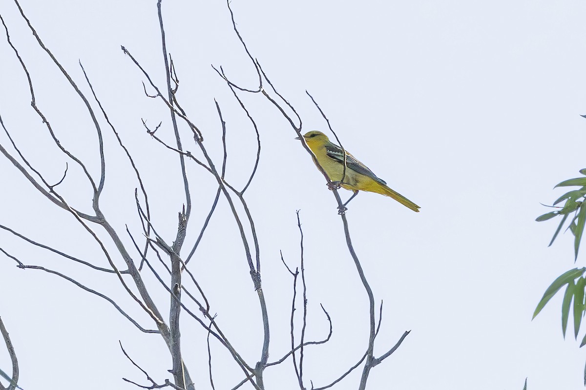 Bullock's Oriole - ML639993967