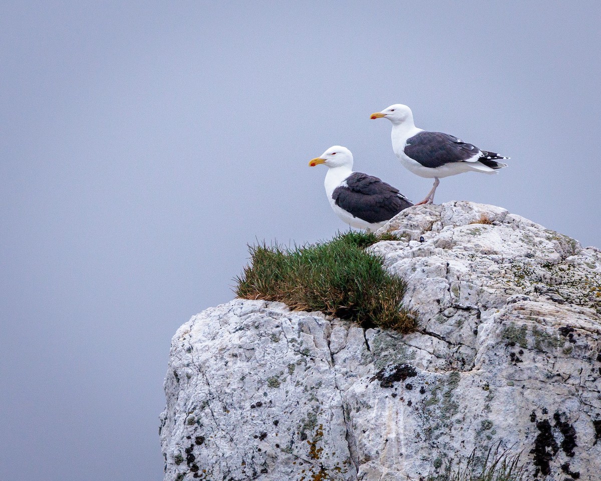 Mugnaiaccio - ML639994025