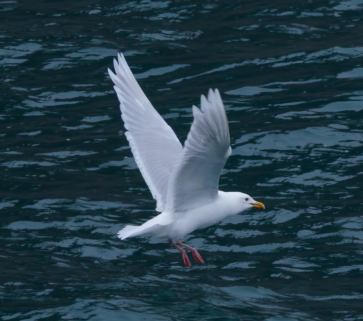 Gabbiano glauco - ML639994033