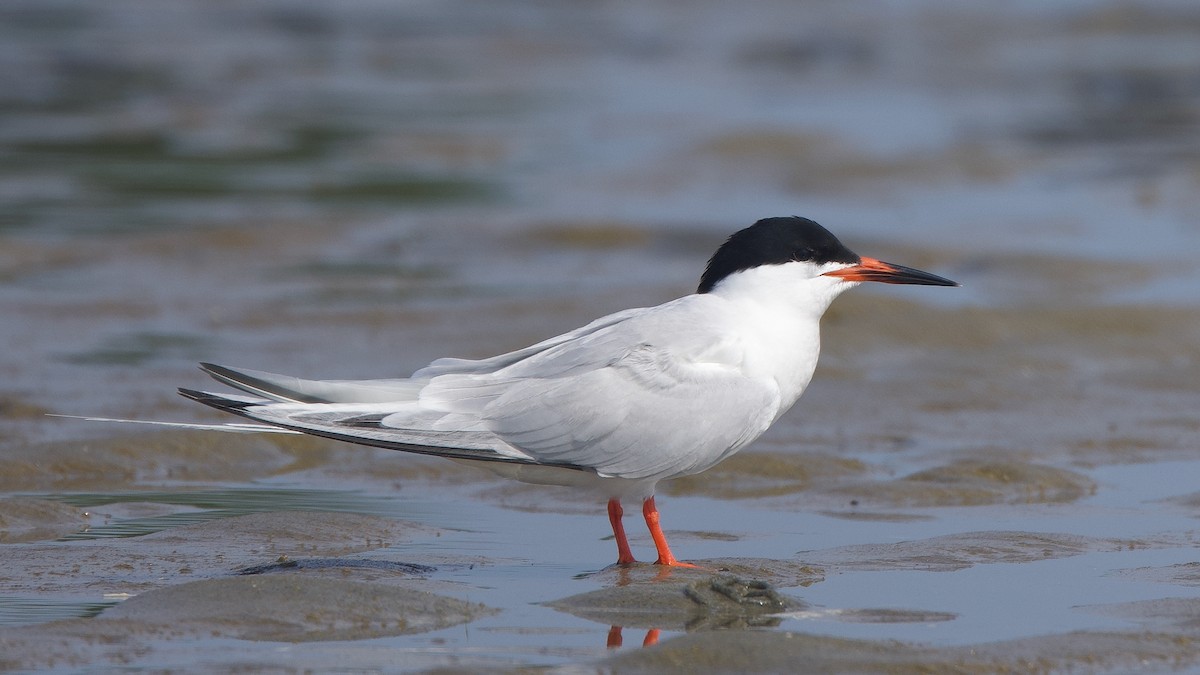 Roseate Tern - ML639994036
