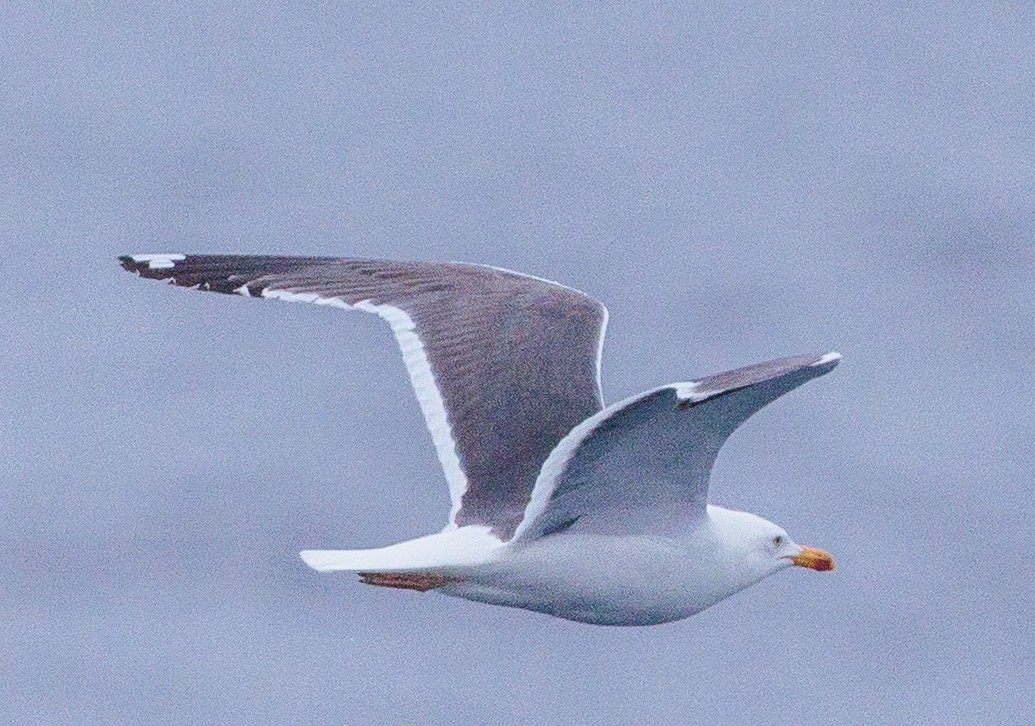 Zafferano - ML639994046