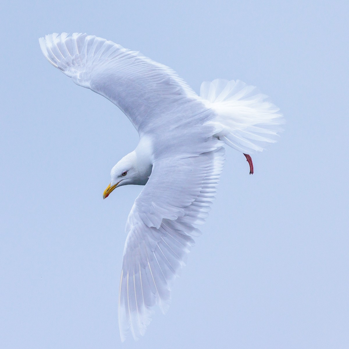 Gabbiano glauco - ML639994055