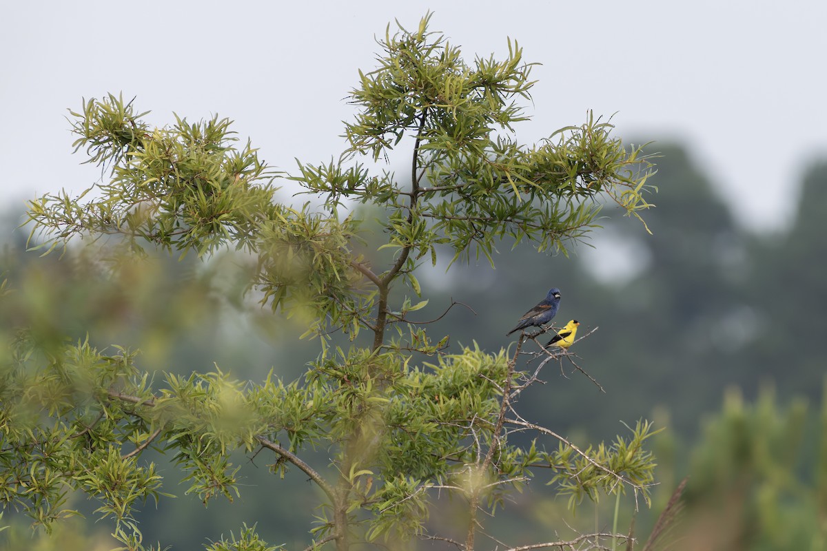 Blue Grosbeak - ML639994056