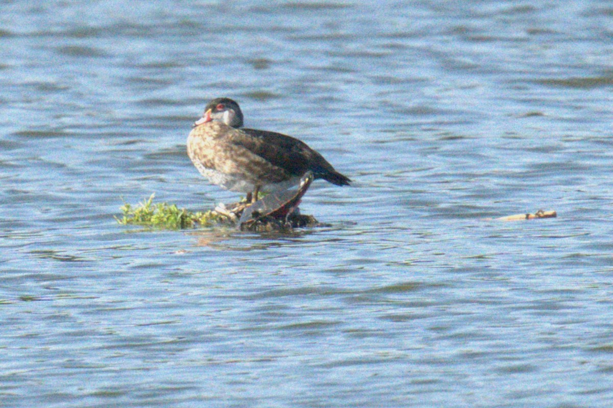 Wood Duck - ML639994063