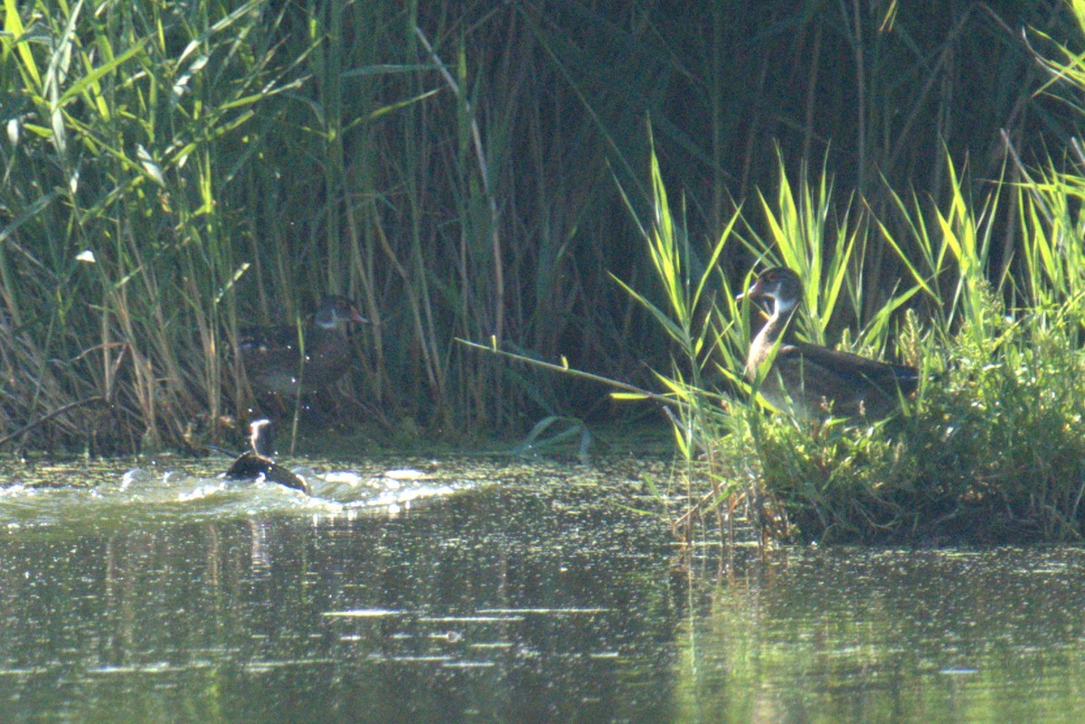 Wood Duck - ML639994064