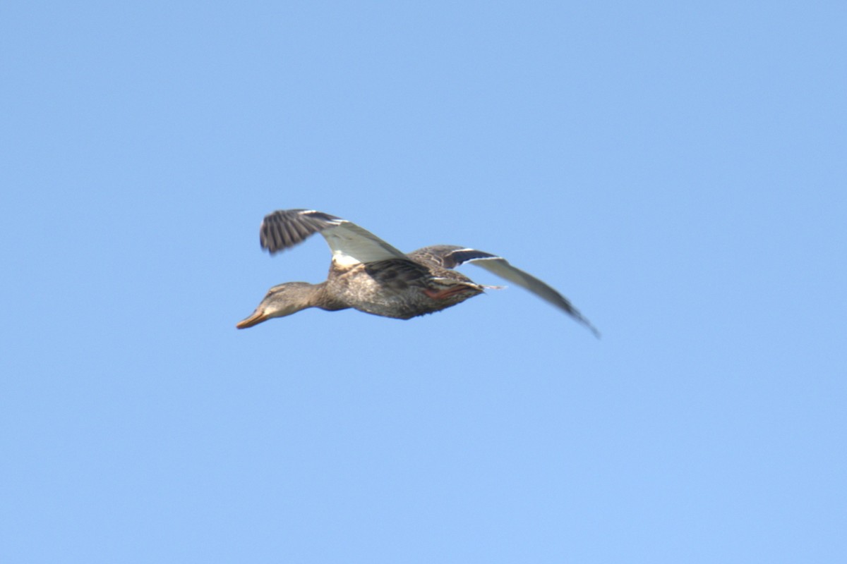 Mallard - ML639994084