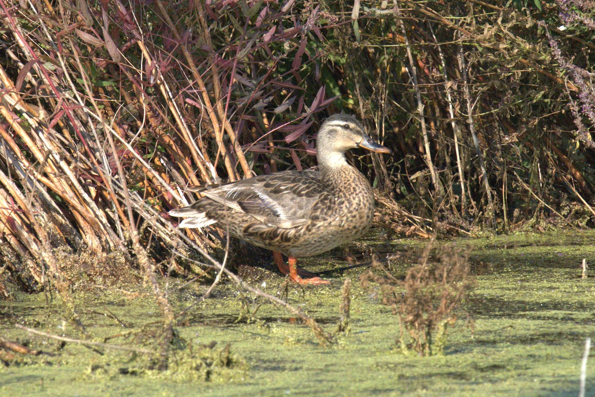 Mallard - ML639994085