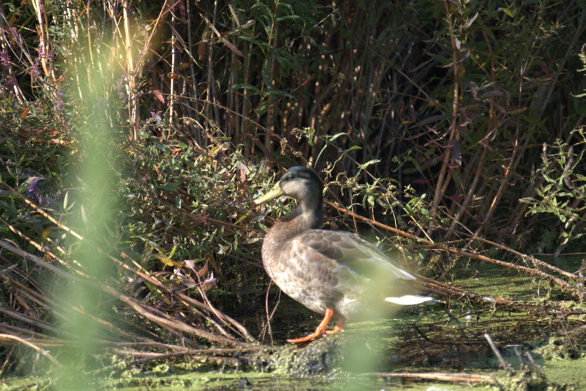 Mallard - ML639994087