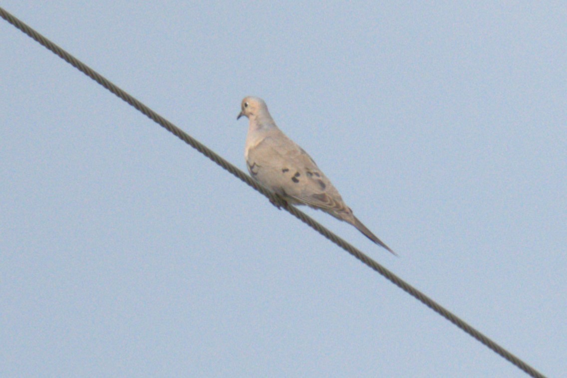 Mourning Dove - ML639994130