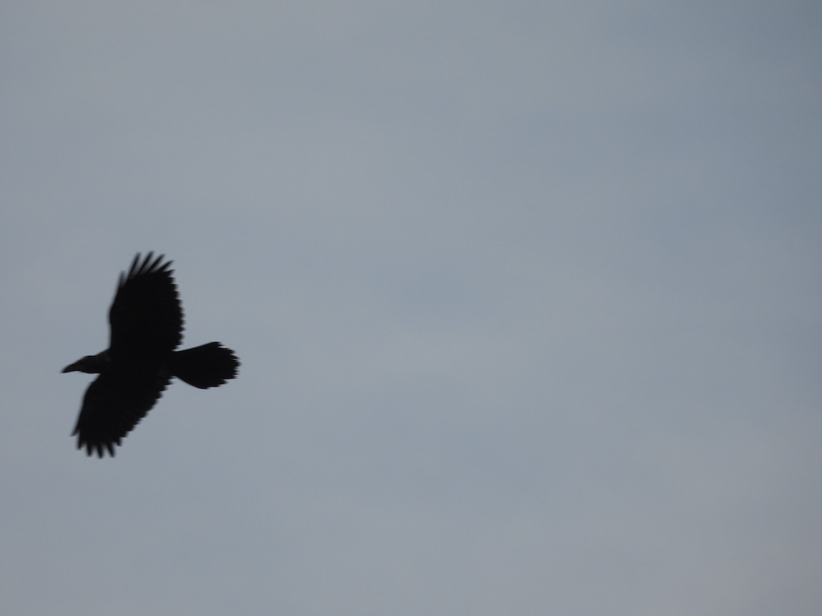 Common Raven - ML639994131