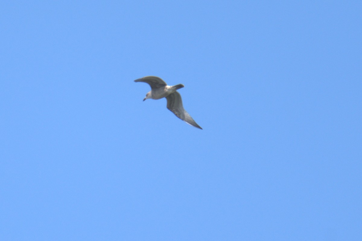 American Herring Gull - ML639994144