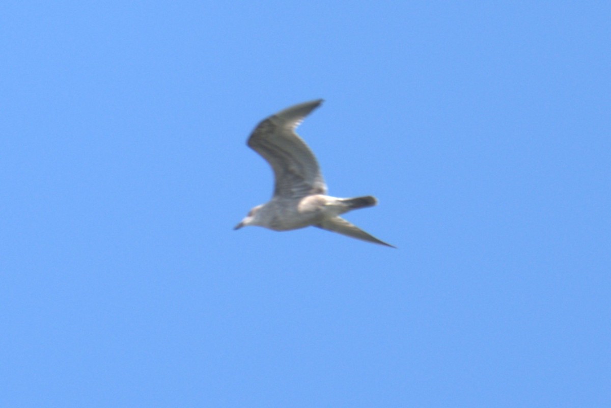 American Herring Gull - ML639994145