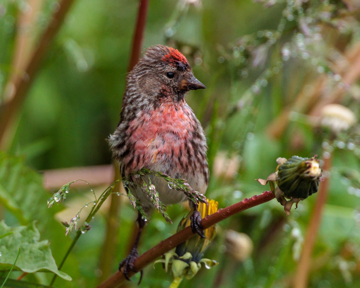 Organetto - ML639994150