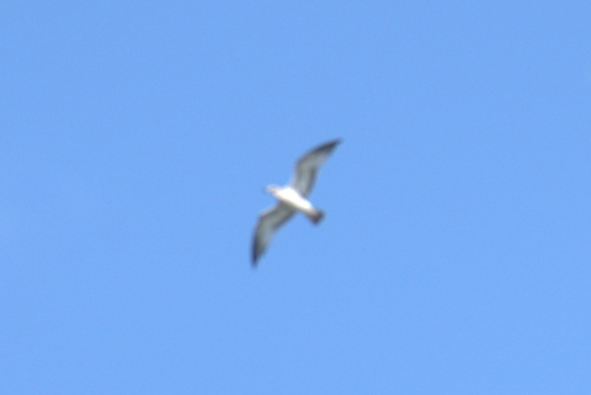 Bonaparte's Gull - ML639994176