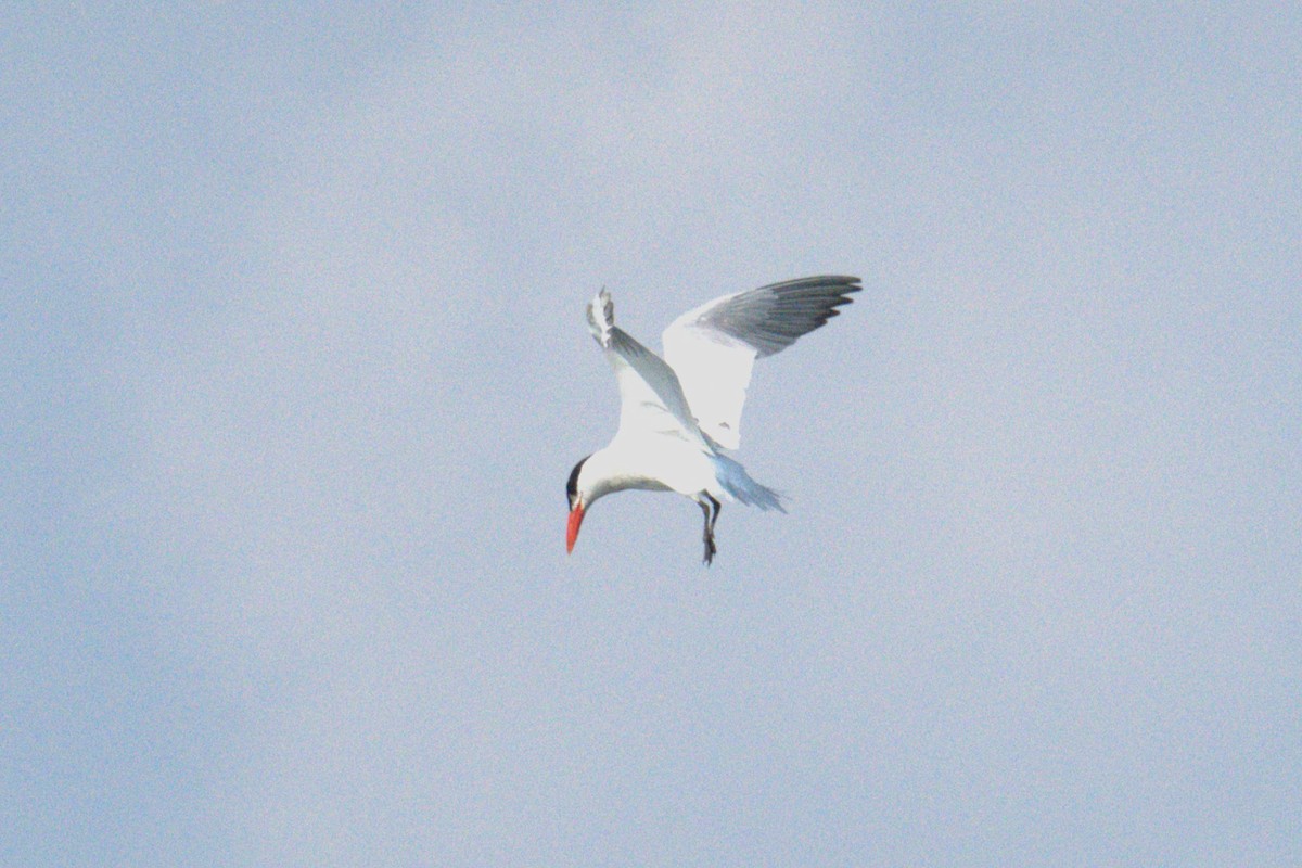 Caspian Tern - ML639994181