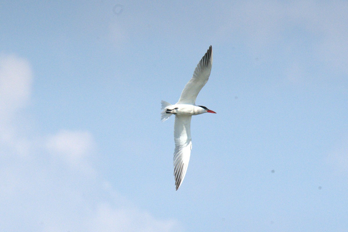 Caspian Tern - ML639994182