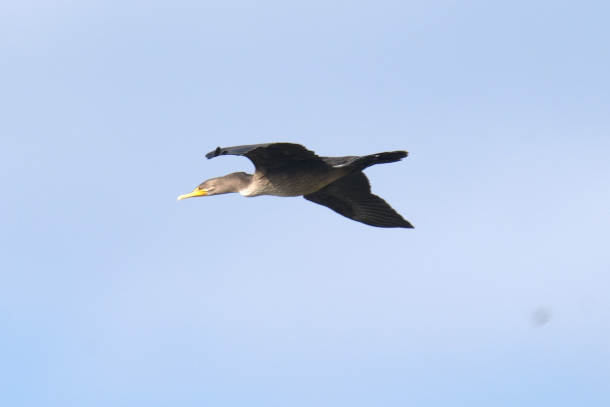 Double-crested Cormorant - ML639994193