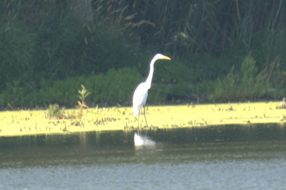 Great Egret - ML639994204