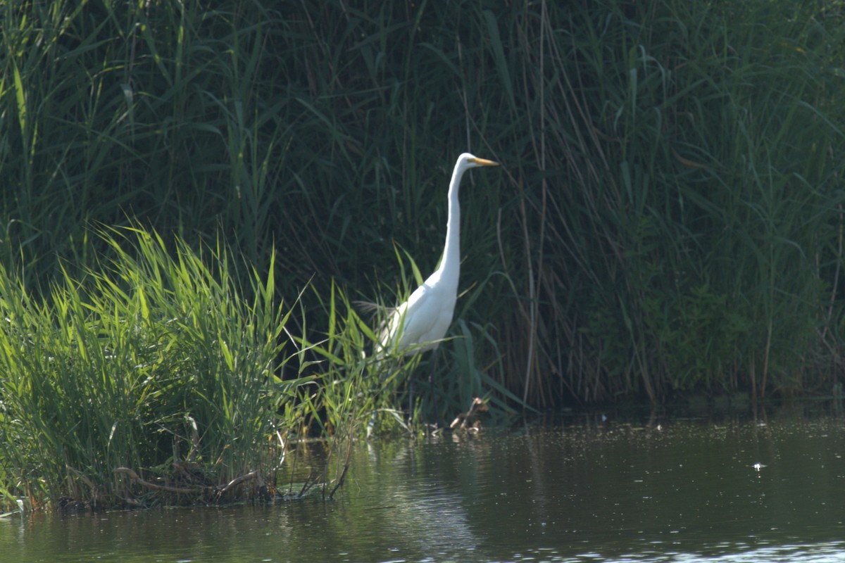 Great Egret - ML639994206