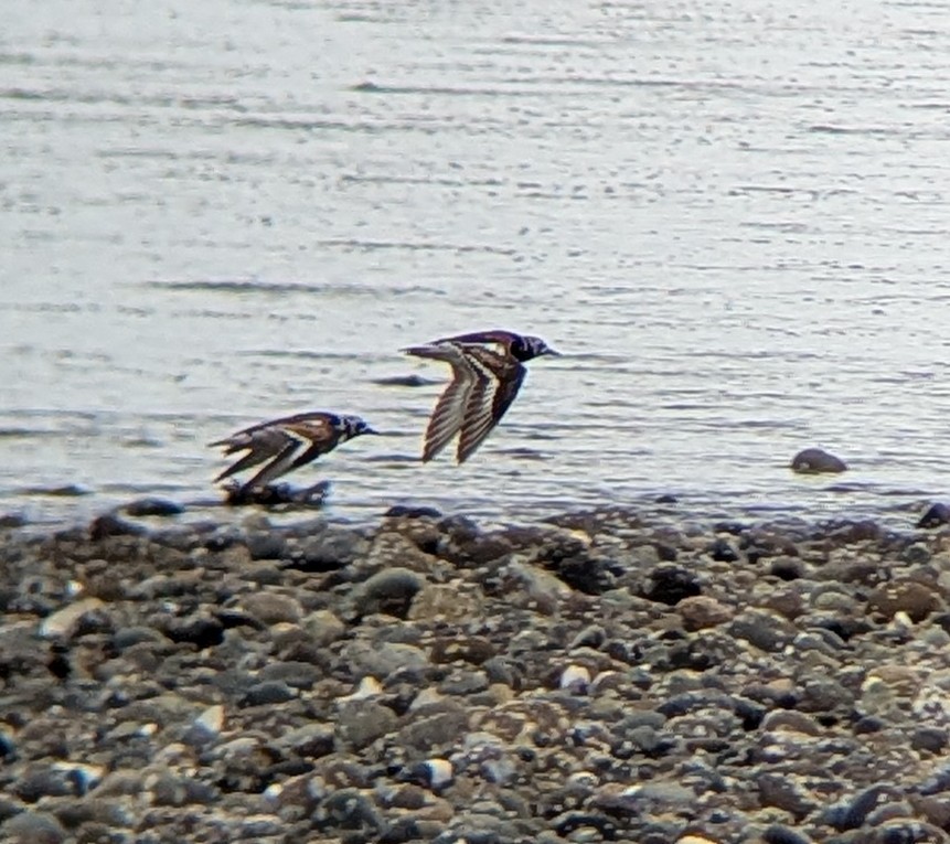 Ruddy Turnstone - ML639994214