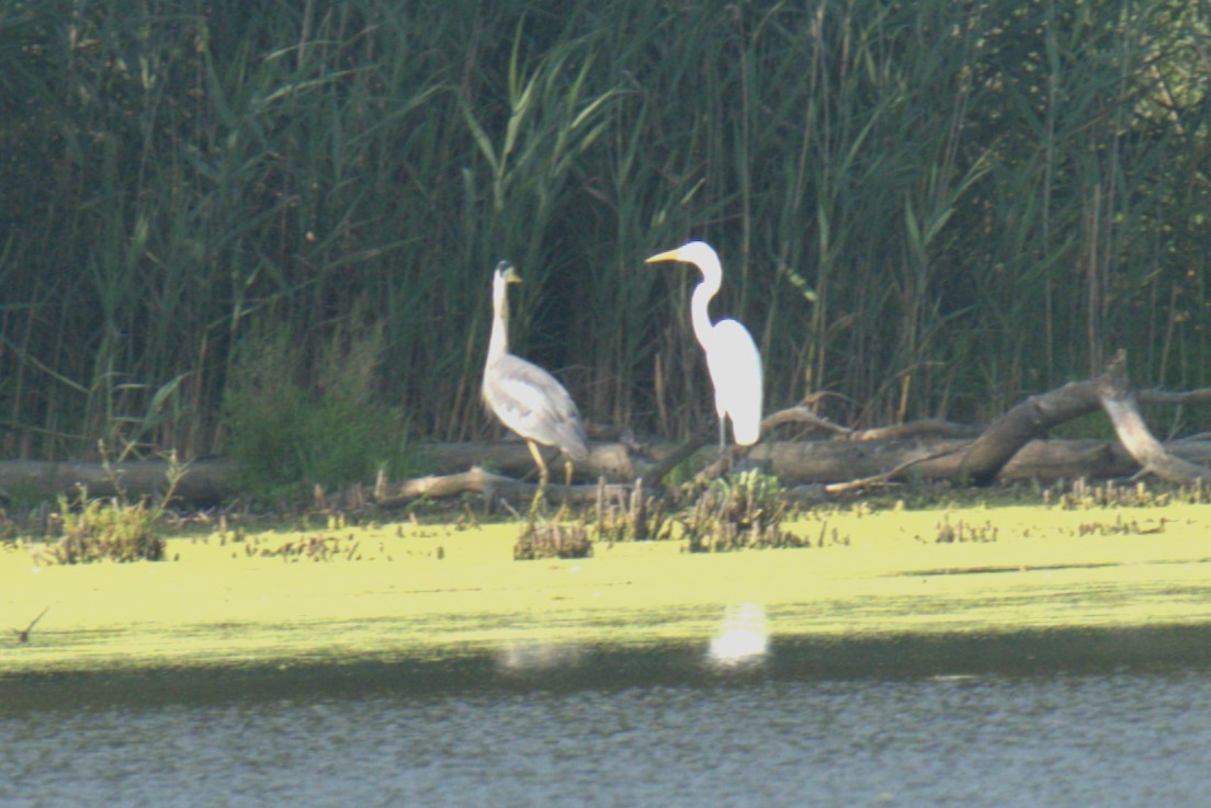 Great Blue Heron - ML639994221