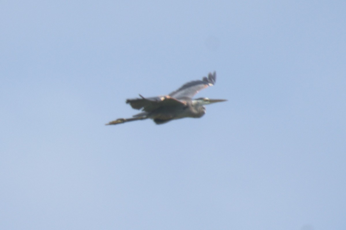 Great Blue Heron - ML639994222