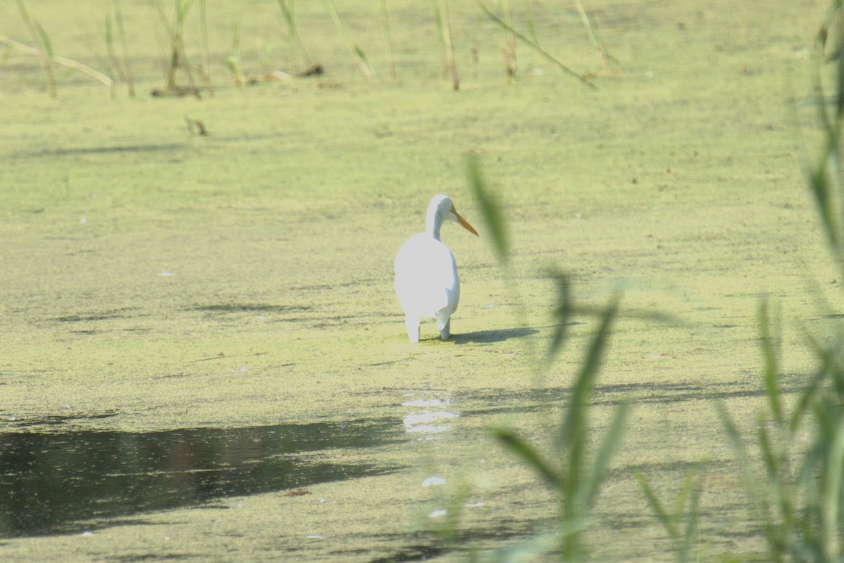 Great Egret - ML639994228
