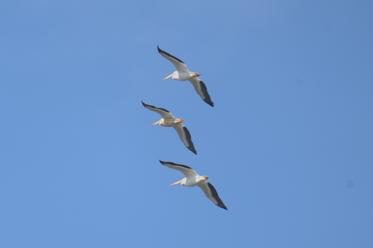 American White Pelican - ML639994249