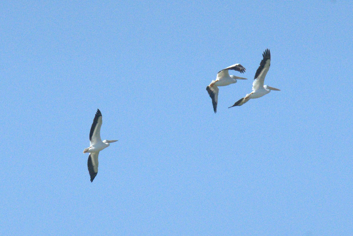 American White Pelican - ML639994250