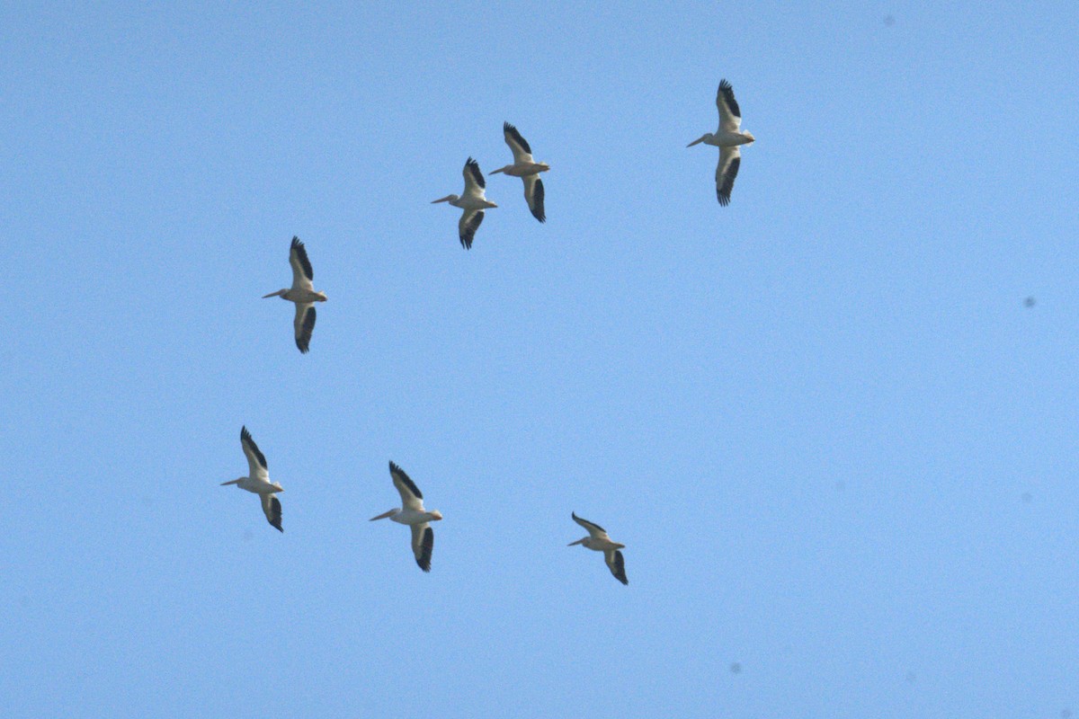 American White Pelican - ML639994251