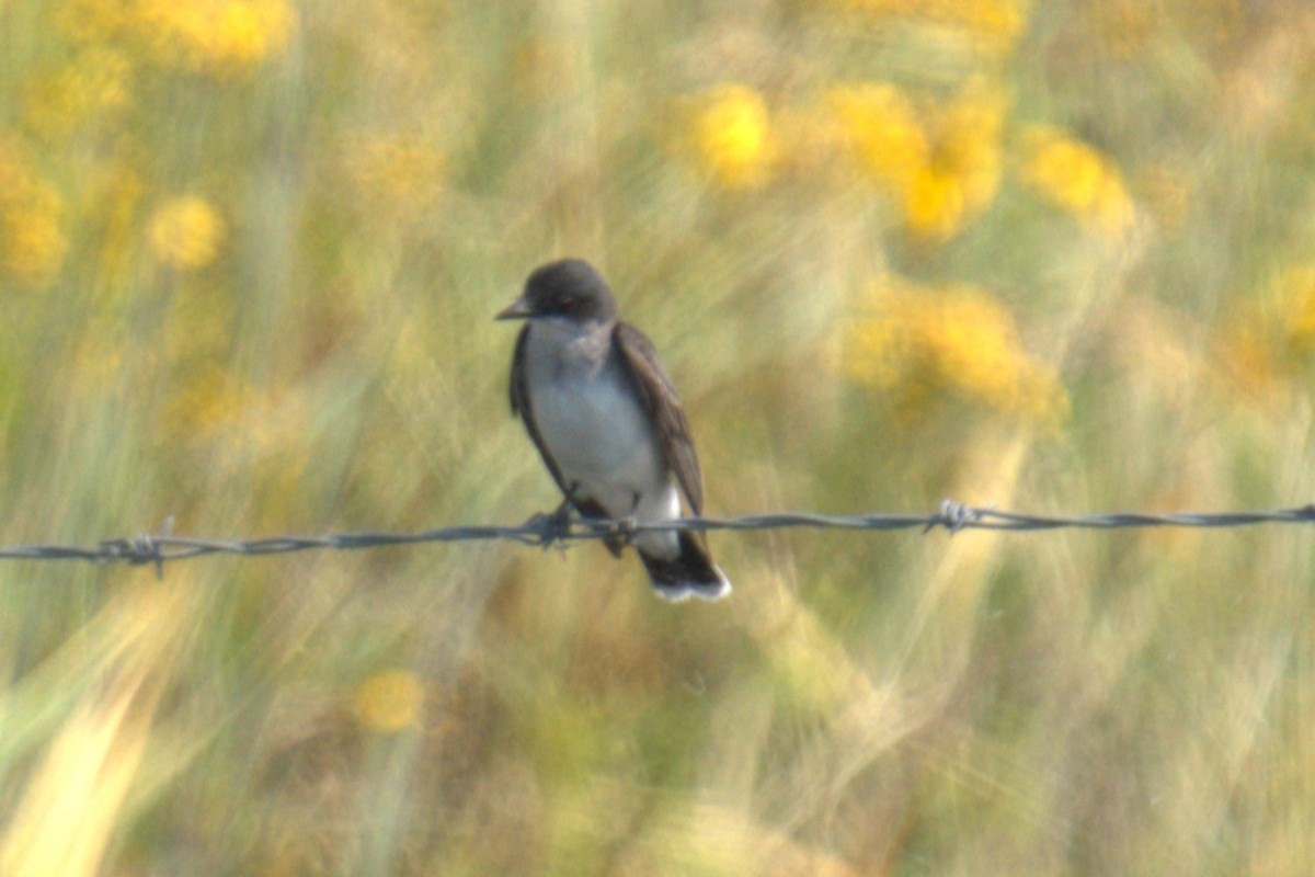 Eastern Kingbird - ML639994260