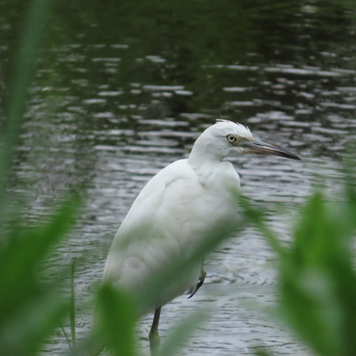 Little Blue Heron - ML639994272