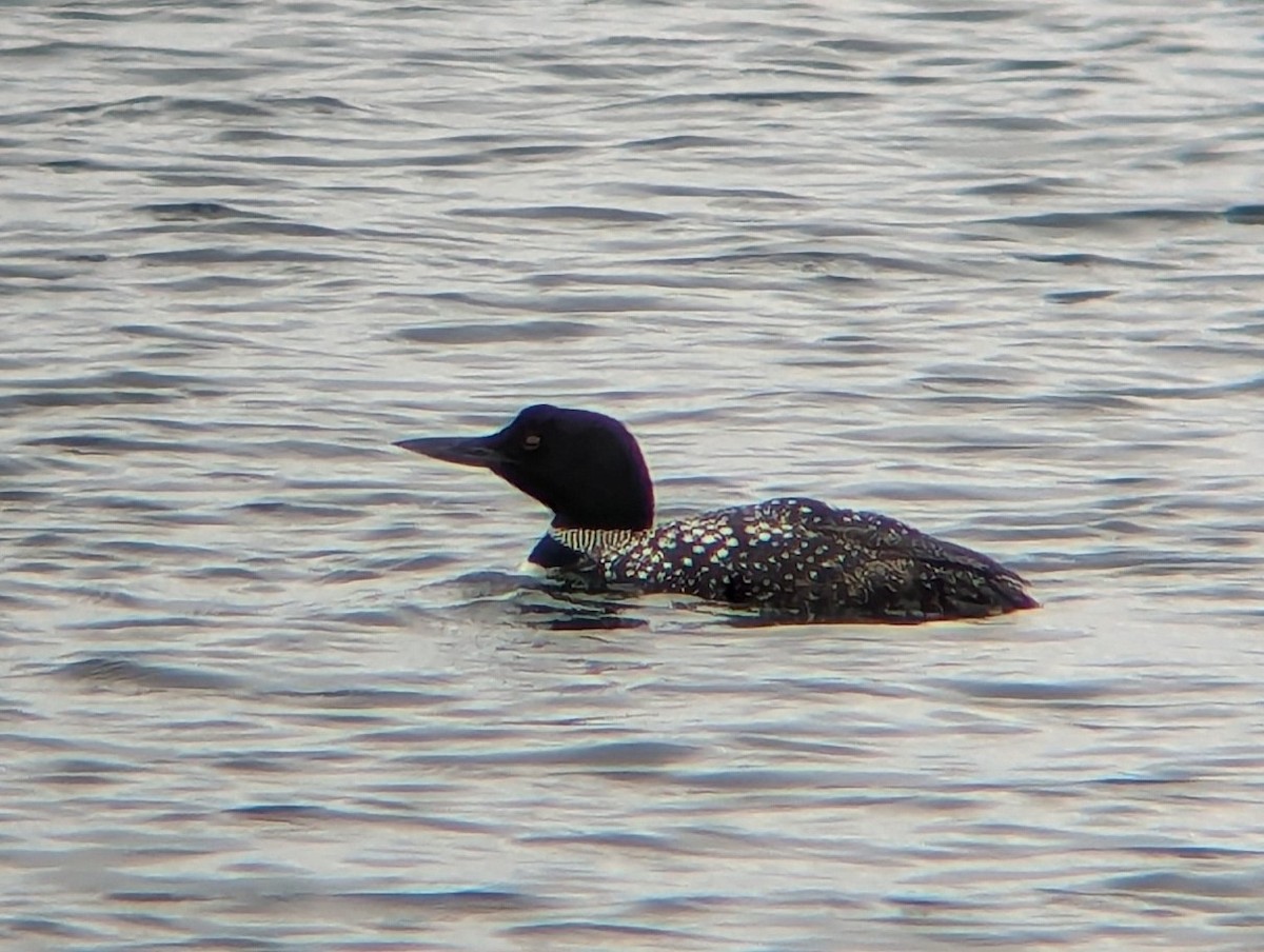 Common Loon - ML639994281