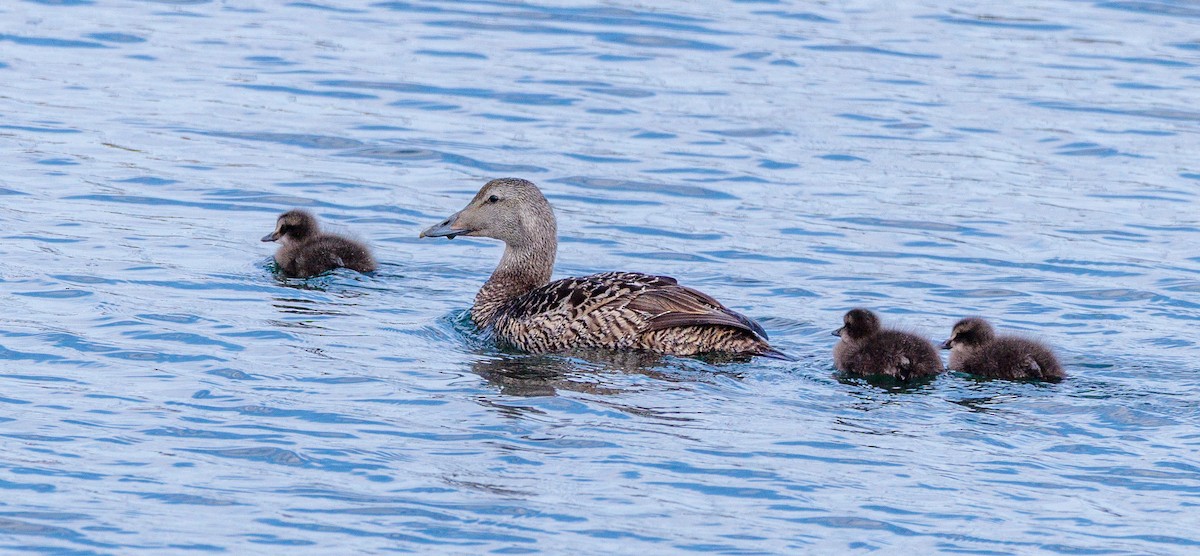 Common Eider - ML639994282