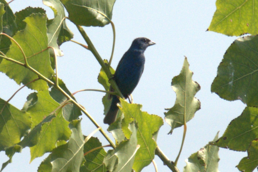 Indigo Bunting - ML639994295