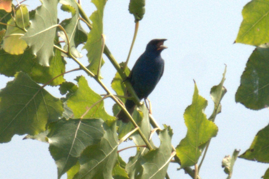 Indigo Bunting - ML639994296