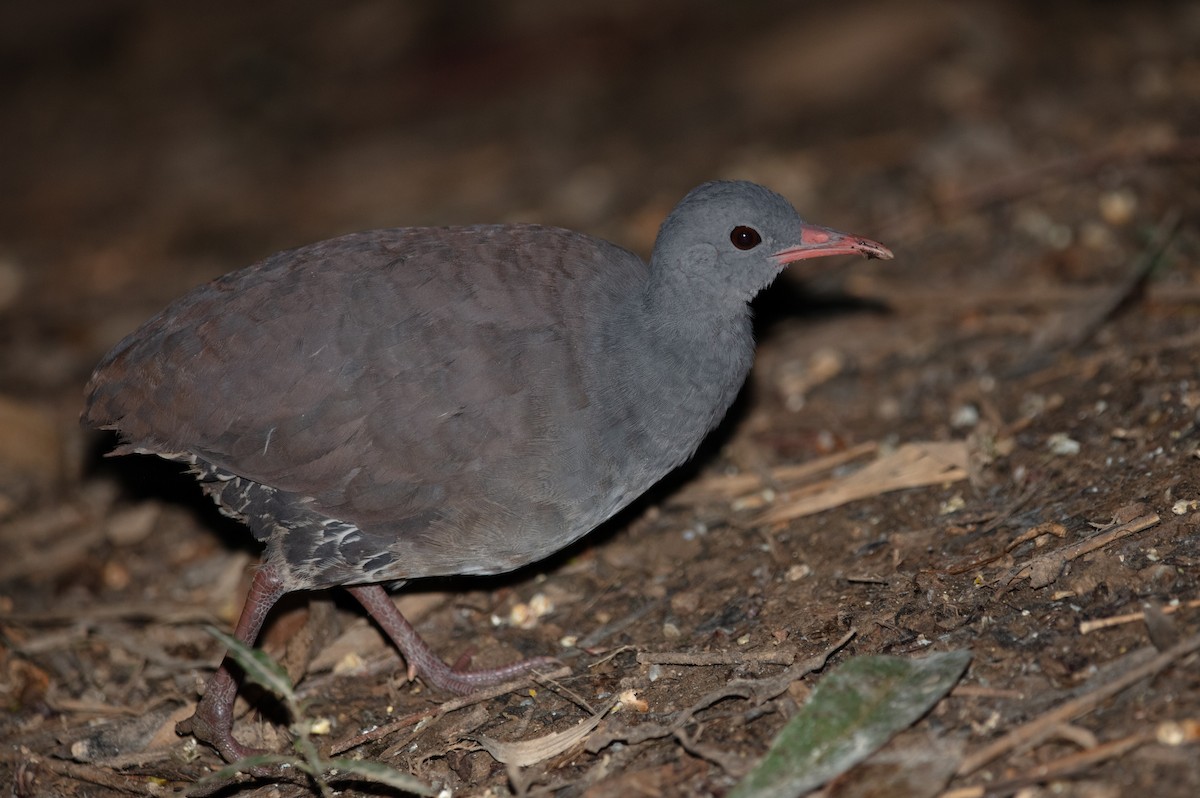Tataupa Tinamou - ML639994332